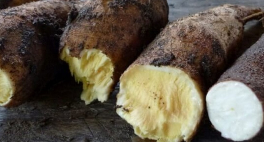 yuca