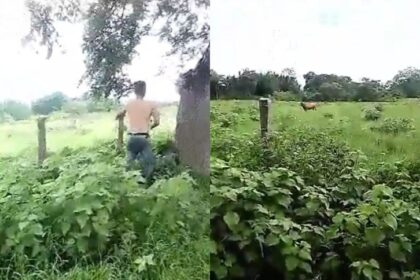 EN VIDEO | Intentaron tomar posesión de una finca disparando a las reses para amedrentar a los dueños y trabajadores