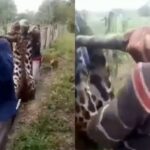 Ataque de Jaguar en el Zulia habría dejado un muerto y un herido de gravedad, el animal fue cazado tras el incidente