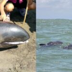 Durante la mañana de este lunes 4 de marzo, aparecieron varios delfines en las costas del estado Falcón. varados en las de Boca de Mangle