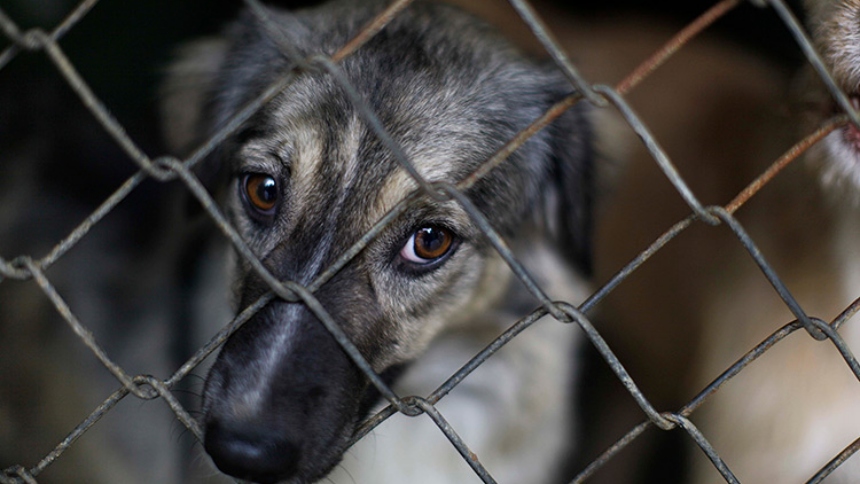 Gran consternación se vive en el estado Lara por el asesinato de 17 perros y 10 gatos. Según versiones, consumieron comida envenenada.  