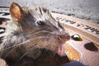 Quieren usar métodos anticonceptivos en las ratas para reducirlas en Nueva York. La idea fue propuesta por un grupo de legisladores