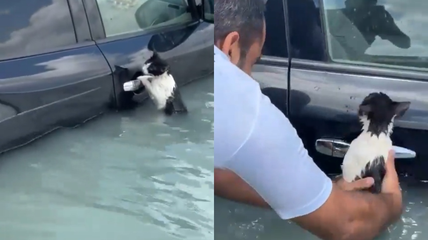 VIRAL: El emocionante rescate de un gatito que casi muere ahogado por lluvias de Dubai