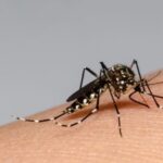 dengue