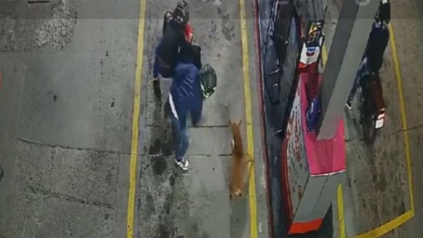 EN VIDEO: Heroico perro se enfrentó a dos ladrones para frustrar robo en gasolinera de Colombia