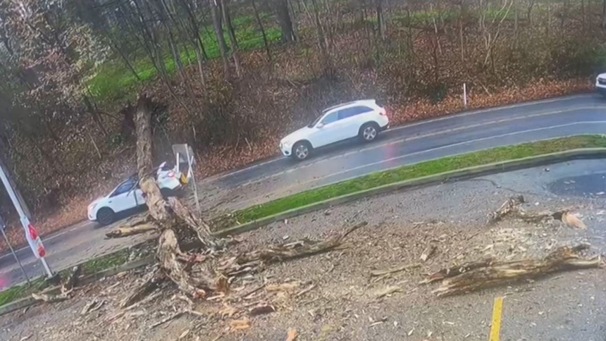 Un impactante incidente ocurrió en Kennett Square, un suburbio de Filadelfia, Pensilvania (EEUU), cuando un árbol seco cayó sobre un vehículo en movimiento.