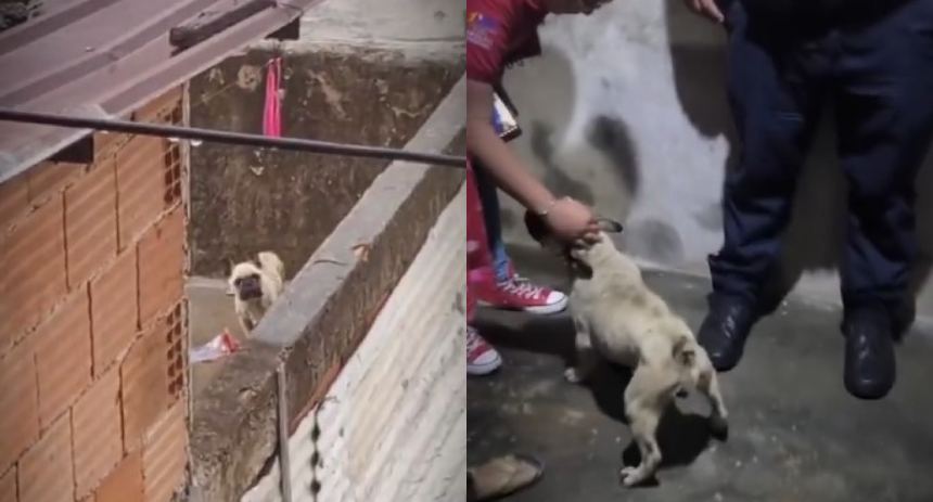 perro