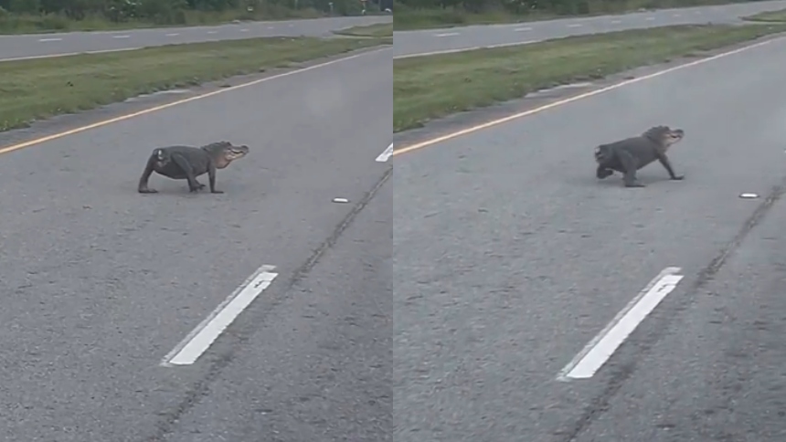 En la autopista 23 de Plaquemines Parish, en Luisiana (EEUU), los conductores fueron testigos de una escena insólita: un caimán sin cola cruzando la carretera con total normalidad.  