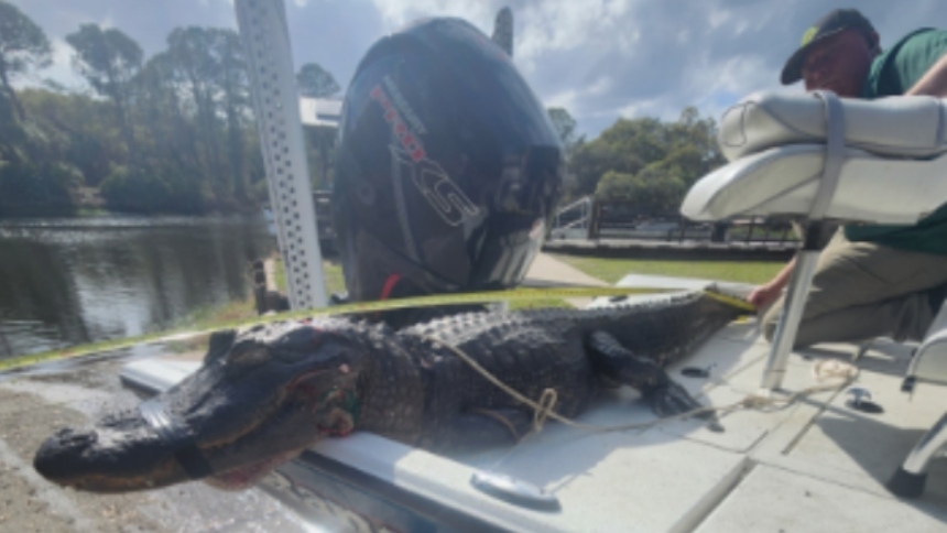 Lo que comenzó como una tranquila excursión en kayak por el Tiger Creek Canal, en el condado de Polk, en Florida (EEUU), terminó en una escena de horror que parece sacada de una película de suspenso y con caimán de protagonista.  