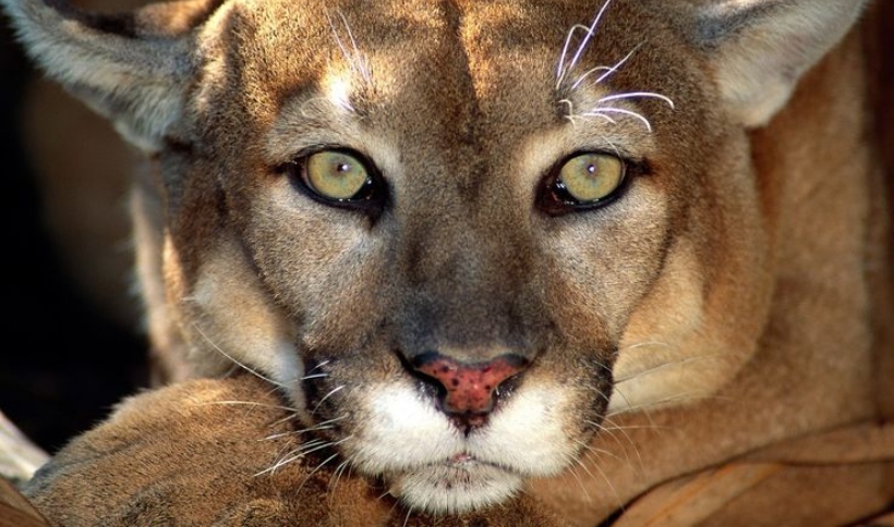 Un tranquilo paseo familiar por el Parque Nacional Olympic, en el estado de Washington (EEUU), se convirtió en una escena de horror, cuando un puma atacó a un niño de apenas cuatro años.  