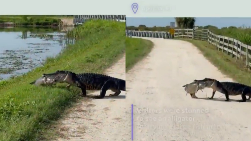 Los visitantes de la reserva natural Lake Apopka Wildlife Drive, en Florida (EEUU), fueron testigos de un momento tan inesperado como fascinante: un caimán cruzó tranquilamente una carretera de tierra con un enorme pez dorado en el hocico.  