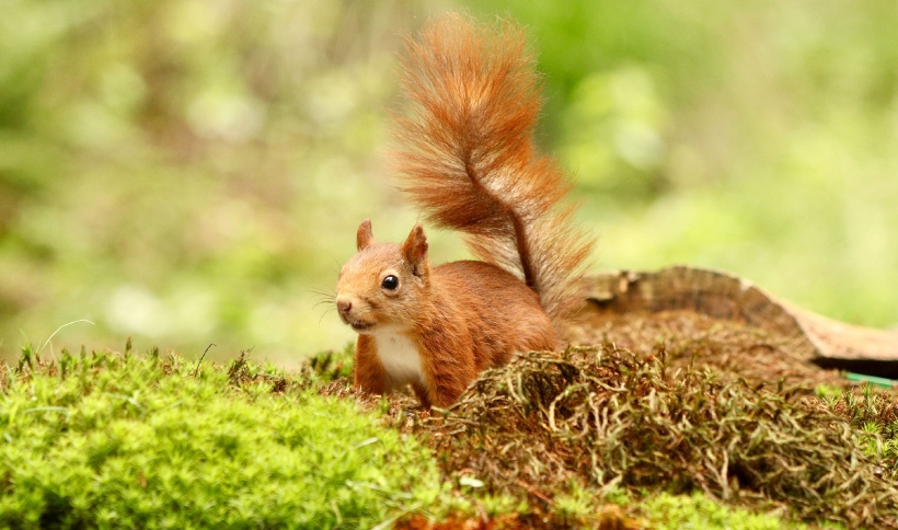 La Base de la Fuerza Aérea Minot, en Dakota del Norte, enfrenta una invasión masiva de ardillas terrestres de Richardson —conocidas localmente como dakrats— que ha puesto en jaque la seguridad de una de las instalaciones nucleares más estratégicas de EEUU.  