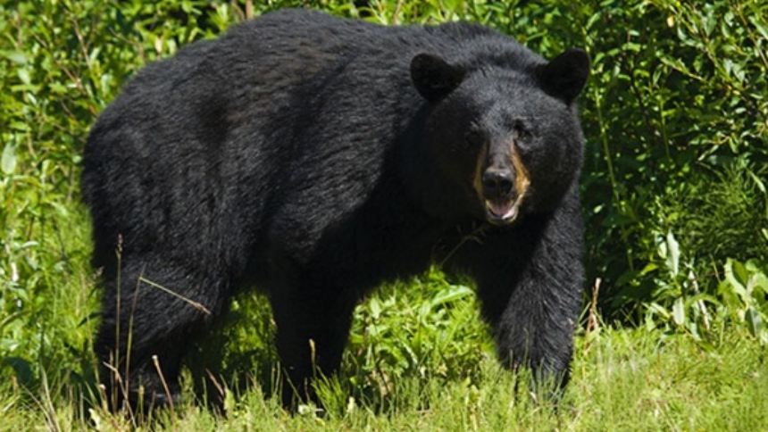 Por primera vez en 10 años, el estado de Florida (EEUU) autorizó la caza legal de osos negros, una decisión que ha desatado una intensa polémica entre autoridades, cazadores, ambientalistas y defensores de los derechos animales.  