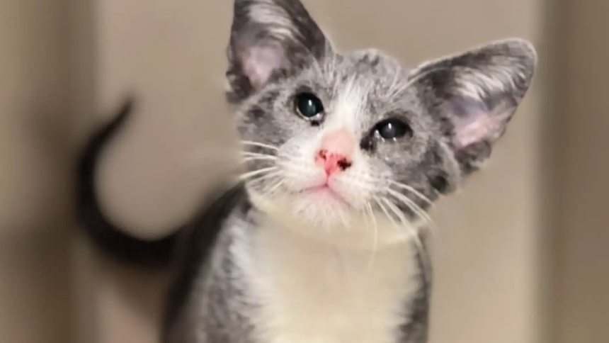 En el corazón de Sacramento, en California (EEUU), un refugio de animales vivió una jornada inesperada cuando rescató a un gato callejero que, a simple vista, parecía uno más entre tantos.  