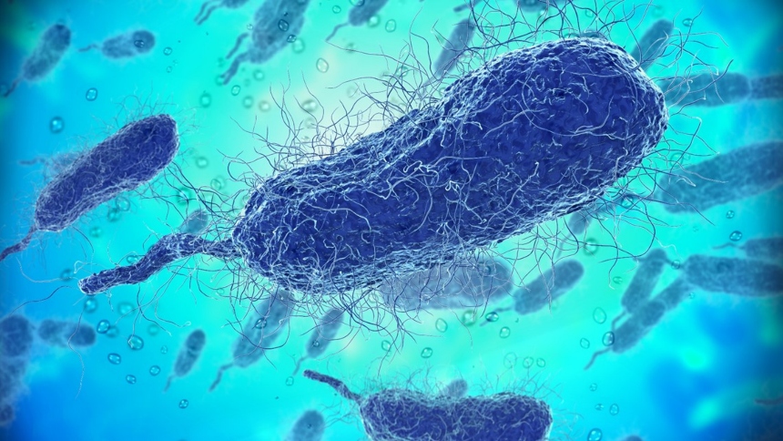 Una bacteria marina letal, Vibrio vulnificus, ya cobró la vida de al menos ocho personas en EEUU en lo que va de 2025, encendiendo las alarmas sanitarias en los estados costeros del sureste.  