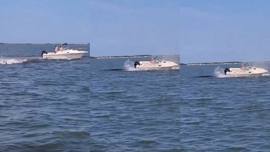 Una escena tan inesperada como desgarradora sacudió la costa de Nueva Jersey (EEUU) el pasado sábado por la tarde, cuando una ballena minke de aproximadamente seis metros de largo colisionó violentamente con una lancha motora en Barnegat Bay, provocando su muerte y lanzando a un pasajero al agua. 