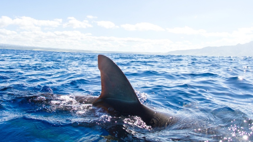 Un día de descanso familiar en los Cayos de Florida (EEUU) se convirtió en una pesadilla este lunes, 1 de septiembre, cuando un niño de ocho años fue atacado por un tiburón mientras practicaba snorkel en el arrecife Horseshoe Reef, cerca de Key Largo.