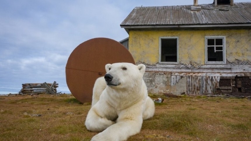 VIRAL: Manada de osos polares viven cómodamente en antigua estación de investigación ubicada en el ártico ruso