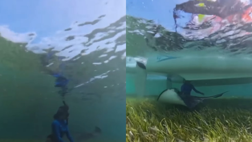 En las cristalinas aguas de Bimini, un pintoresco grupo de islas en Las Bahamas, lo que parecía ser una tranquila jornada de nado se transformó en una escena con casi final trágico, cuando una mujer disfrutaba del mar cuando y una mantarraya, sin percatarse, un velero se aproximó a toda velocidad en dirección a su posición.  