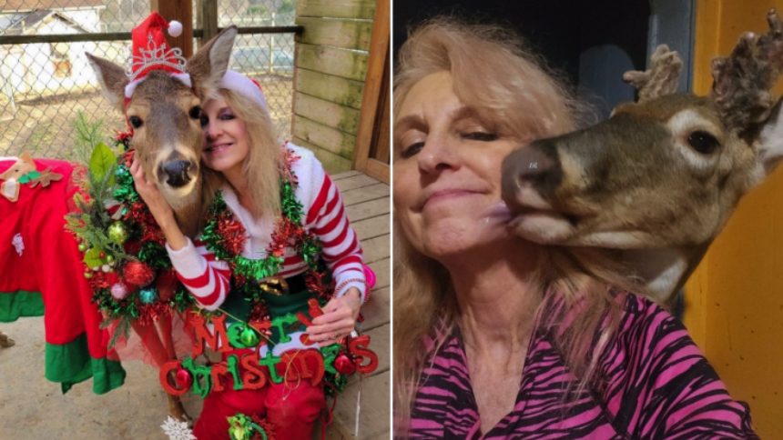 En un hecho trágico ocurrido en Stewartsville, en Ohio (EEUU), una mujer perdió la vida tras ser atacada por un venado macho dentro de su propia residencia.  