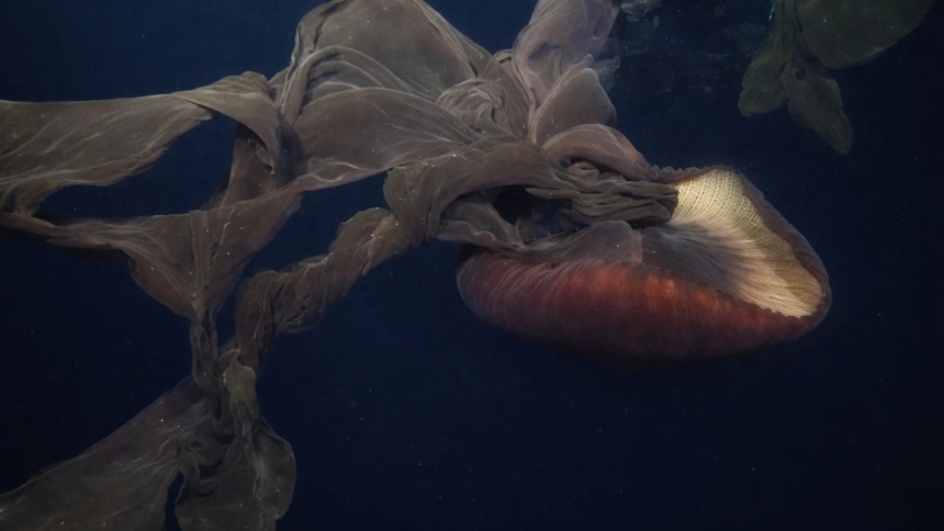 Avistan a criatura gigante en las profundidades del océano con extremidades de más de 10 metros