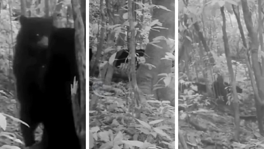 HITO PARA LA BIODIVERSIDAD NACIONAL: Graban por primera vez en video a un oso frontino con sus crías en Lara