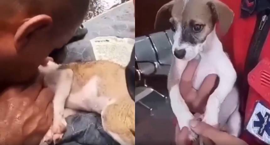 Perrito