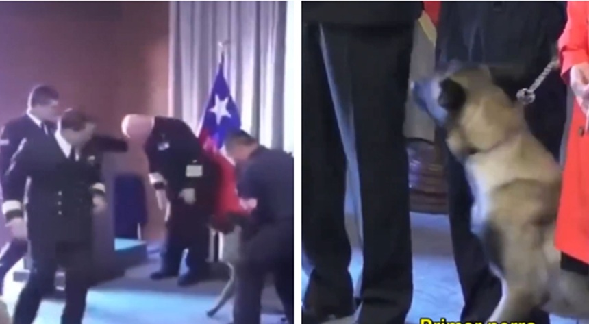 Perro antidrogas