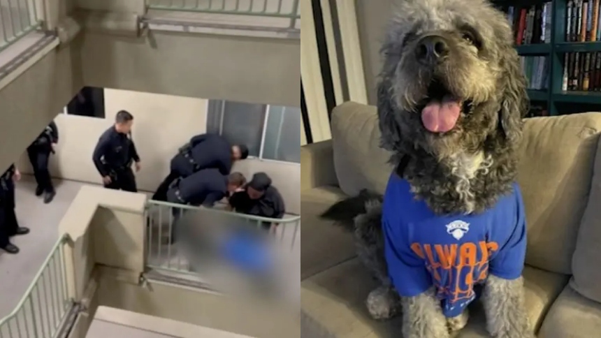 La celebración por el campeonato de los New York Knicks terminó en tragedia para una familia de California (EEUU), luego de que agentes policiales dispararan y mataran a su perro durante una intervención por un reporte de emergencia.  