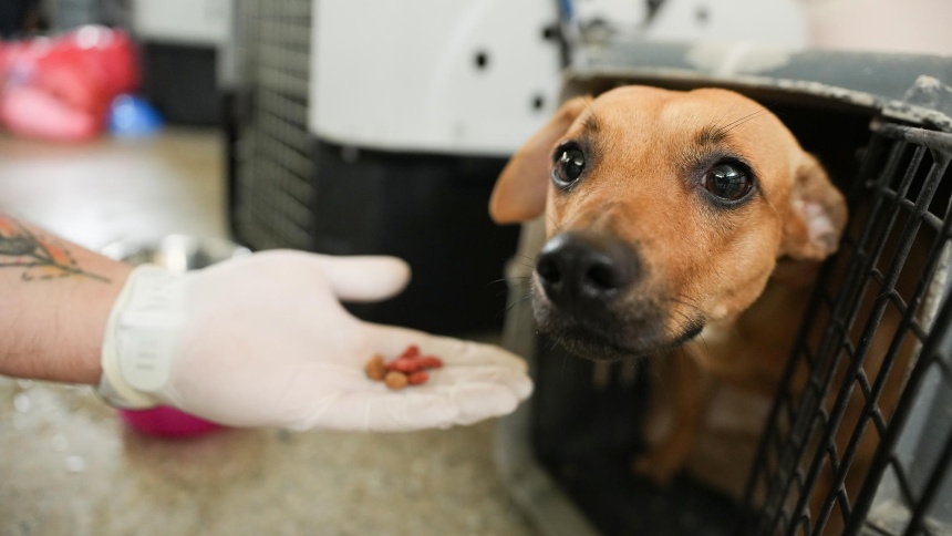 Terremotos en La Guaira: unas 700 mascotas siguen esperando para ser adoptadas