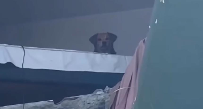 perrita