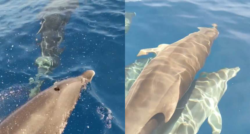delfines
